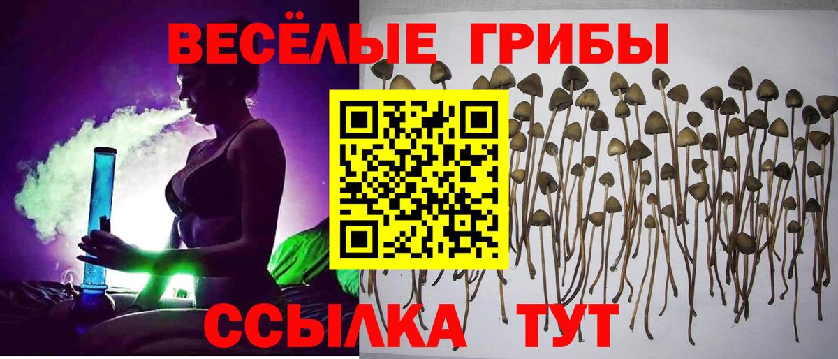 Горячий Ключ  Галлюциногенные грибы Cubensis  купить  цена  Вход с VPN 
